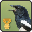 Icono de programa: Oriental Magpie Robin
