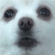 程序图标: Gabe the dog SoundBoard