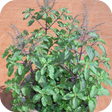 Icona del programma: Tulsi Mata Aarti